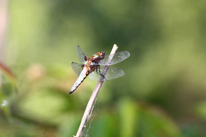 Libellula ID1?